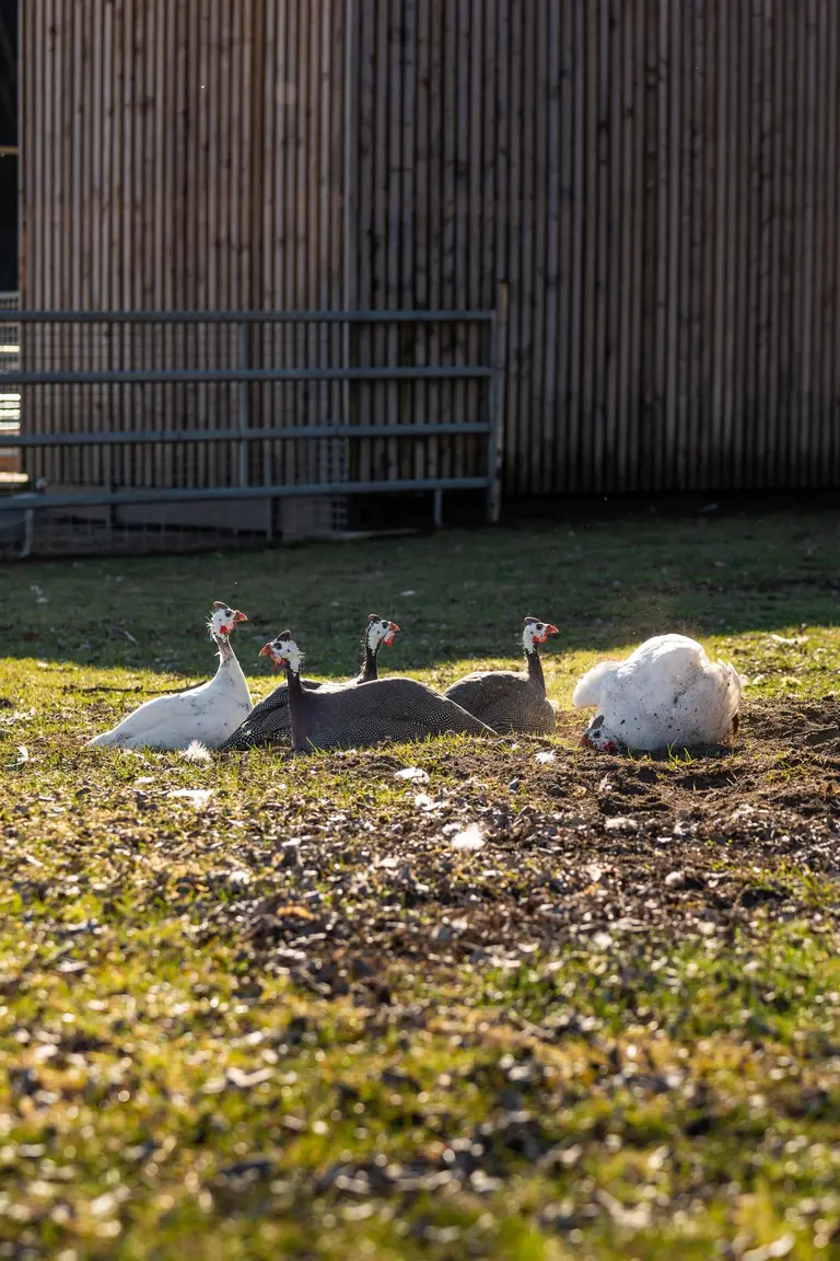 Päť perličiek oddychuje v tráve na farme Villa Betula Resort.